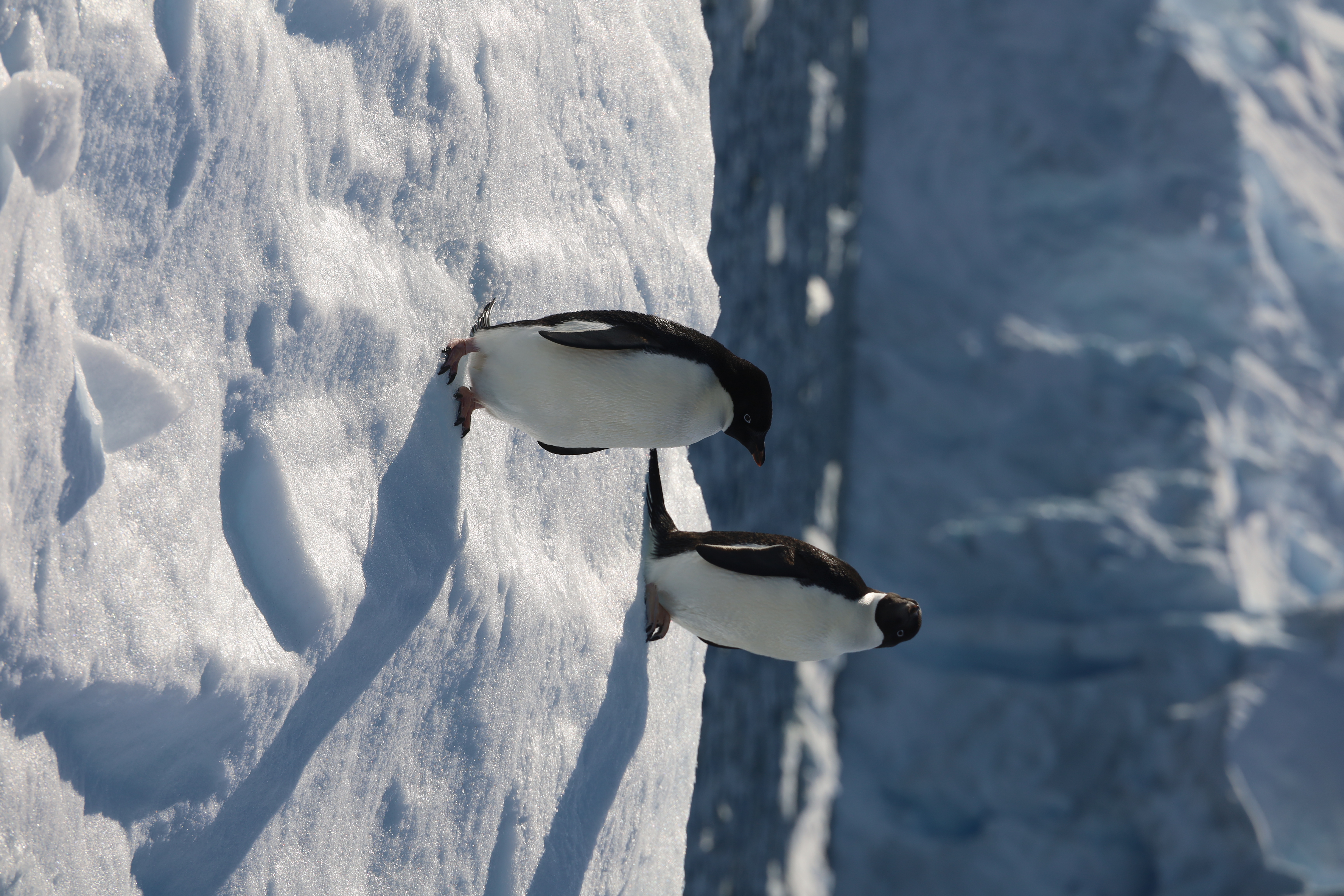 Antarctica