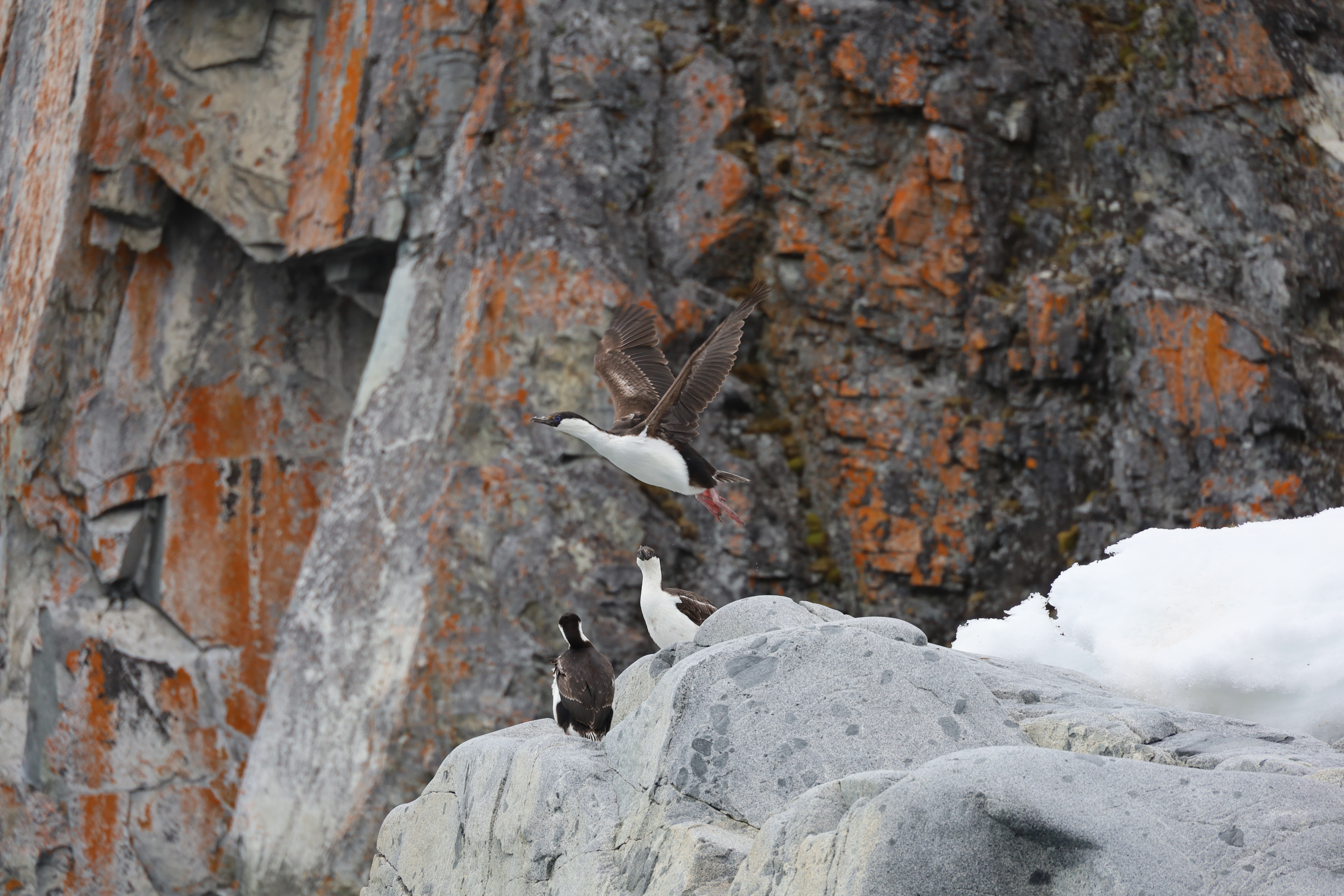 Antarctica
