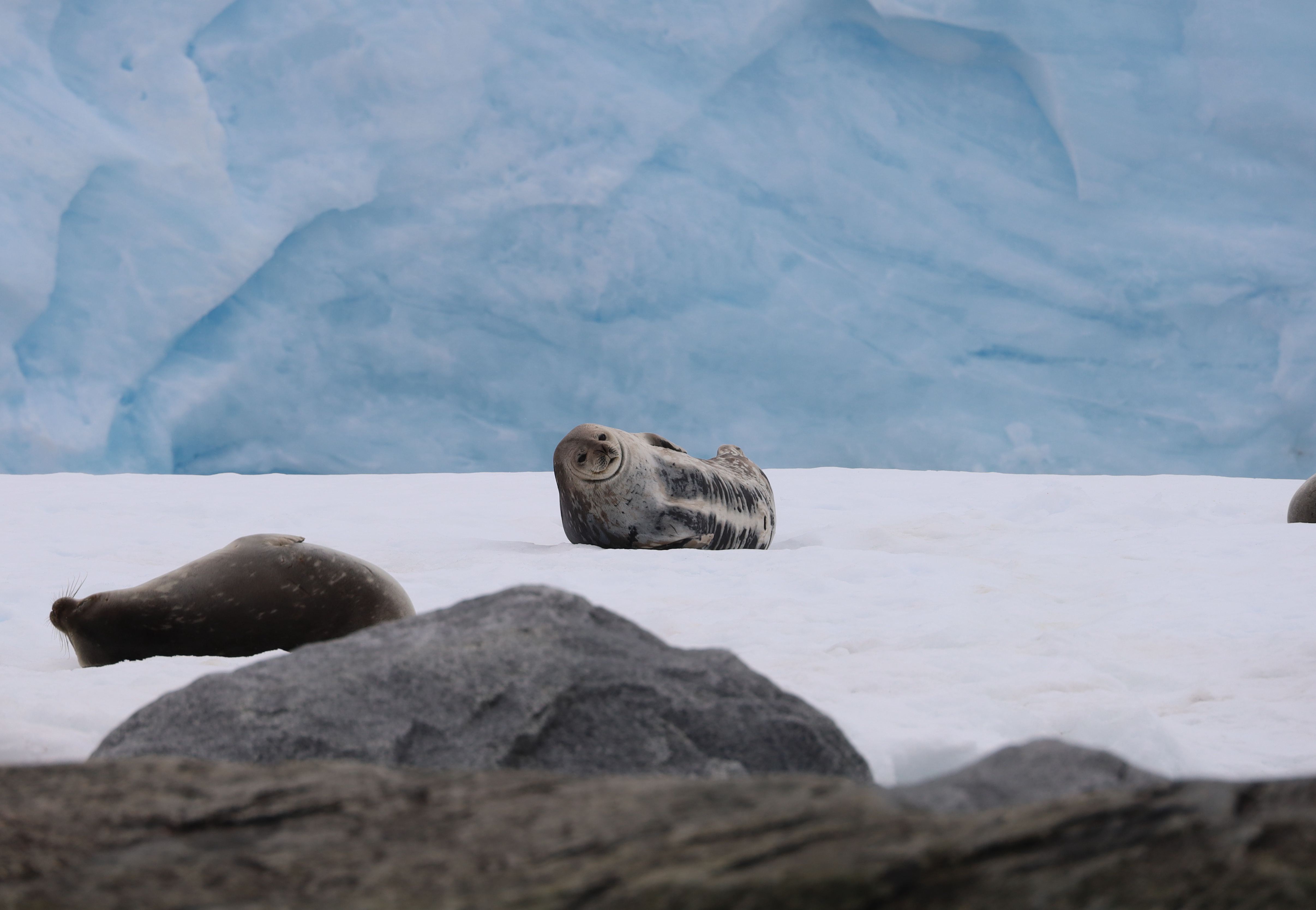 Antarctica