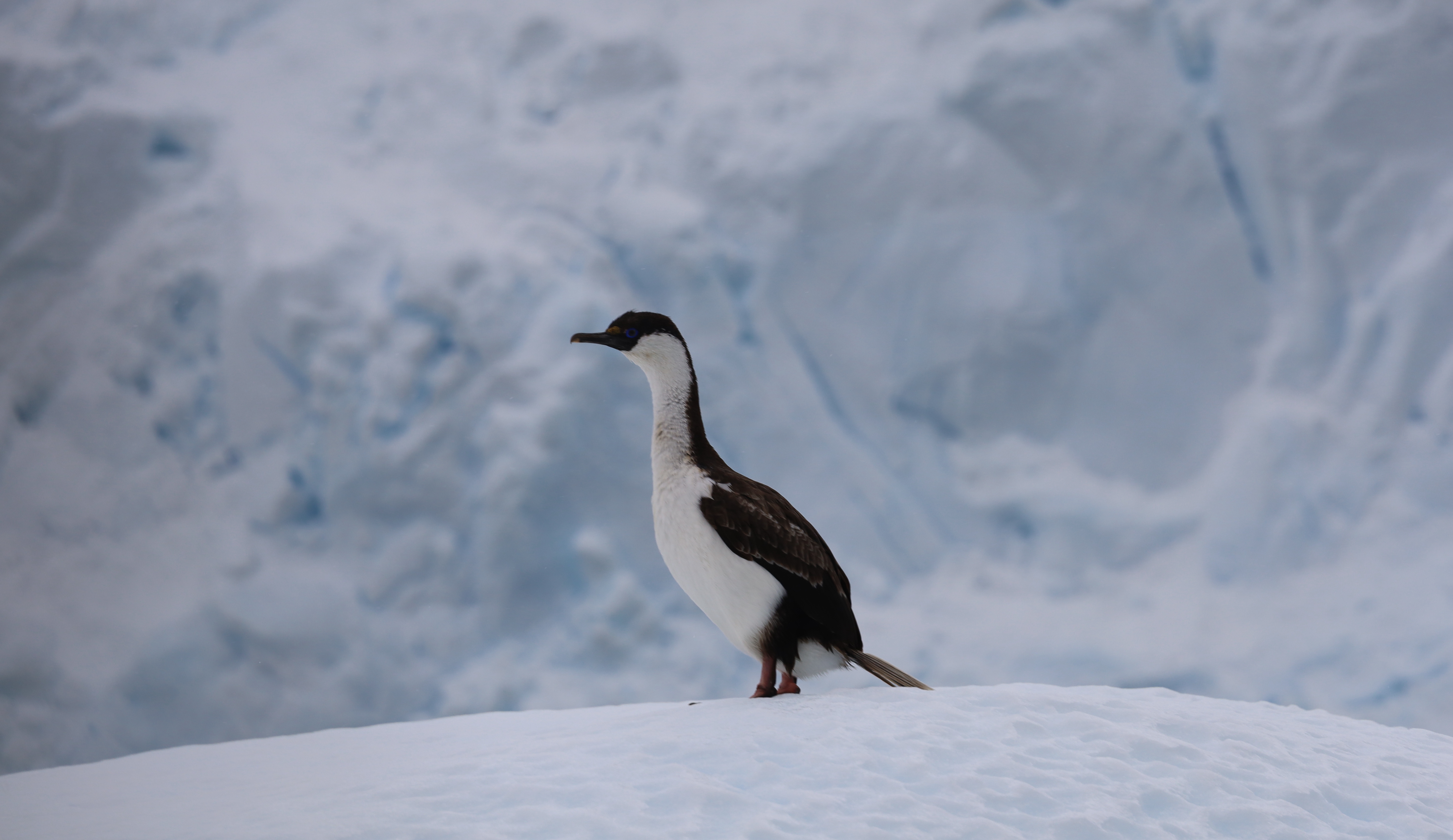 Antarctica